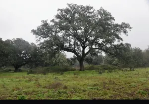 FINCA DE MONTE DE ENCINA