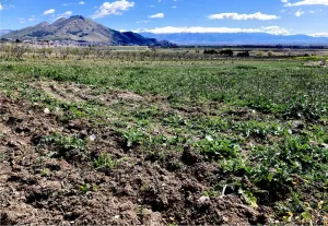 Venta secano productivo con excelente acceso