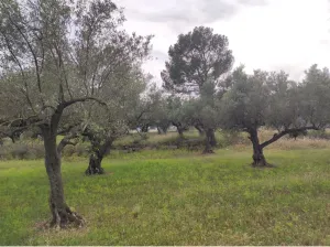 Venta finca rústica en Aldover