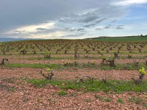 Viñedo Rioja Alta