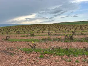 Viñedo en La Rioja Alta