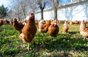 Finca Rustica granja de gallinas ecológicas