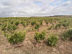 Viña La Rioja Alta