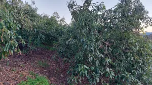 Finca de Aguacates a un paso de la costa.