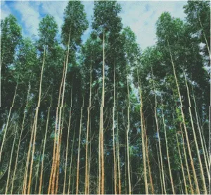 Venta finca con eucaliptos