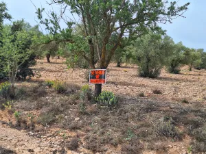 Venta Parcelas olivos 3 Ha. Benejama(Alicante