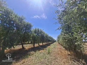 13 has olivar superintensivo