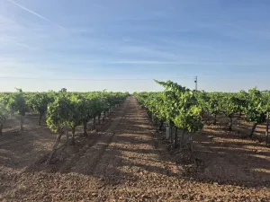 16 ha de viñedo de regadío (Cencibel) + balsa