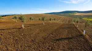 Olivar intensivo 19,88 ha en Montilla