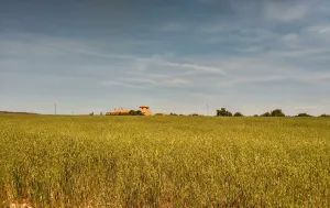 Finca con casa manchega
