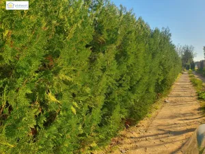 Finca Rural con vivienda para reformar, piscina y pozo propio en Aznalcazar, Sevilla