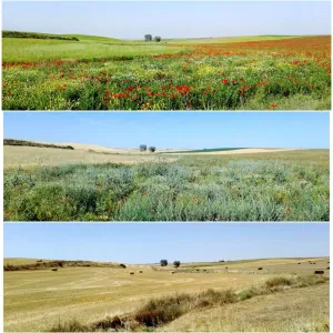 27 ha Villabolos, Zamora