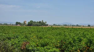 OPORTUNIDAD PARA INVERSORES AGRÍCOLAS