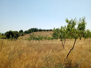 Terreno de Amendoal
