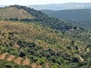 Terreno de Olival e Amendoal