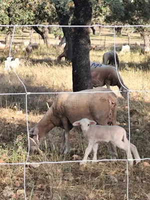Se vende finca con actividad ganadera ovina