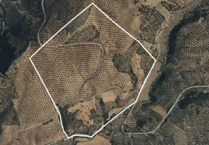 VENTA FINCA DE OLIVAR. CORTIJO DEL ARROYO