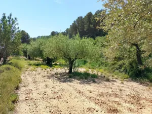Oportunidad Terreno rústico en Caseta Leal, a solo 3 km de Castalla, con olivos, almendros y una amplia zona de bosque, por tan solo 0,40 €/m2.