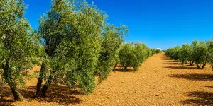 FINCA DE OLIVAS EN VALDEPEÑAS