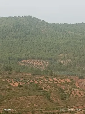 Olivar en producción en Albacete