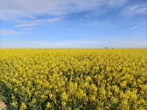 VENTA DE PARCELA AGRÍCOLA 15,31 HA. REGADÍO
