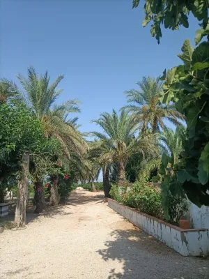 Finca naranjos 6,8 ha en plena producción.