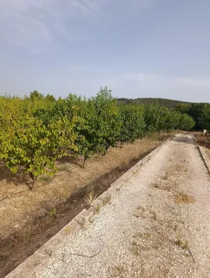 Finca rústica de 50.000 m2 con nave, luz, agua y 950 albaricoqueros en producción