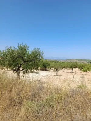Finca rústica de 26.051 m2 con caseta de aperos en Paraje La Fuente (Bullas)