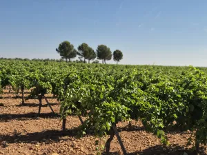 VIÑEDO EN VENTA PRODUCCIÓN, AGUA Y RENTABILID