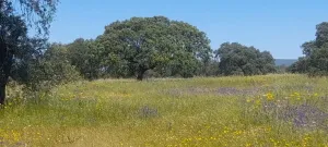 DEHESA EN MÉRIDA-VARIAS SUPERFICIES EN VENTA