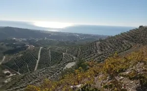 FINCA DE MANGOS EN PRODUCCIÓN. AXARQUÍA.