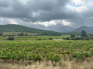 Excepcional finca vitivinícola en el Priorat