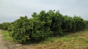 Vendo campo navelina en plena producción