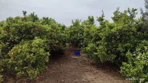 Vendo campo variedades navelina y ortanique