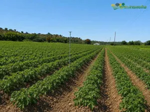Finca en venta 200 has. labor riego Almendros