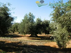 finca en venta 36 Has. Olivar Riego en Jaen