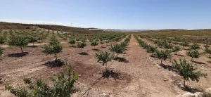 Venta de finca rustica regadio