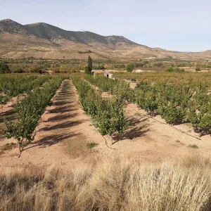 Finca cerezos y albaricoques regadío