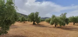 Finca de 19 ha con 3.500 olivas de regadío