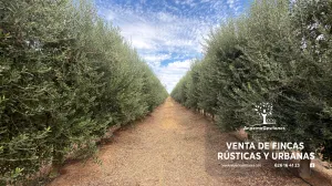 Finca olivar Superintensivo 150 hectareas