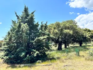Venta de finca-encinar rustica