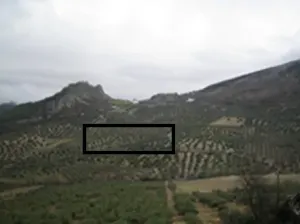 VENDO DOS HECTAREAS DE OLIVAR