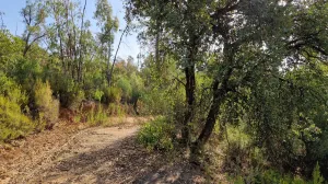 Finca forestal de 220 hectáreas en Massanes