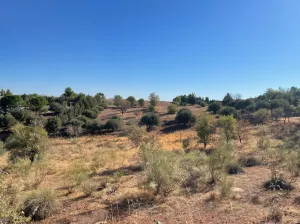 Se vende Parcela Vallada con olivos 2500mts2