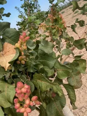 Pistachos ecologicos