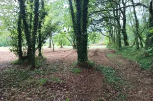 FINCA RÚSTICA CON POTENCIAL MADERABLE E INVER