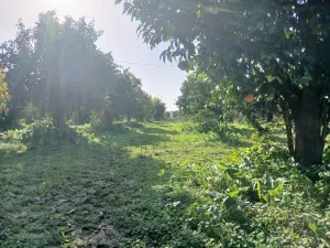 Venta Terrenos Cítricos