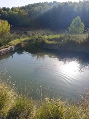 Finca rústica de 4,7 hectáreas en La Berquilla (Cehegín)