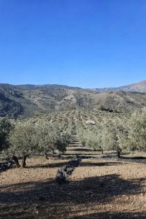 Olivar tradicional secano