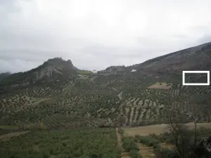VENDO DOS HECTAREAS DE OLIVAR Y MONTE